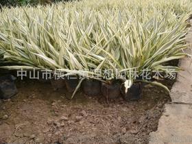 小蚌蘭 中山理想園林綠化工廠區設計、施工、種植與養護一體化工程解析